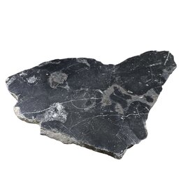 Stone 12lb Fossil Stone 12x20 #381030