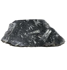 Stone 11lb Fossil Stone 11x17 #381034