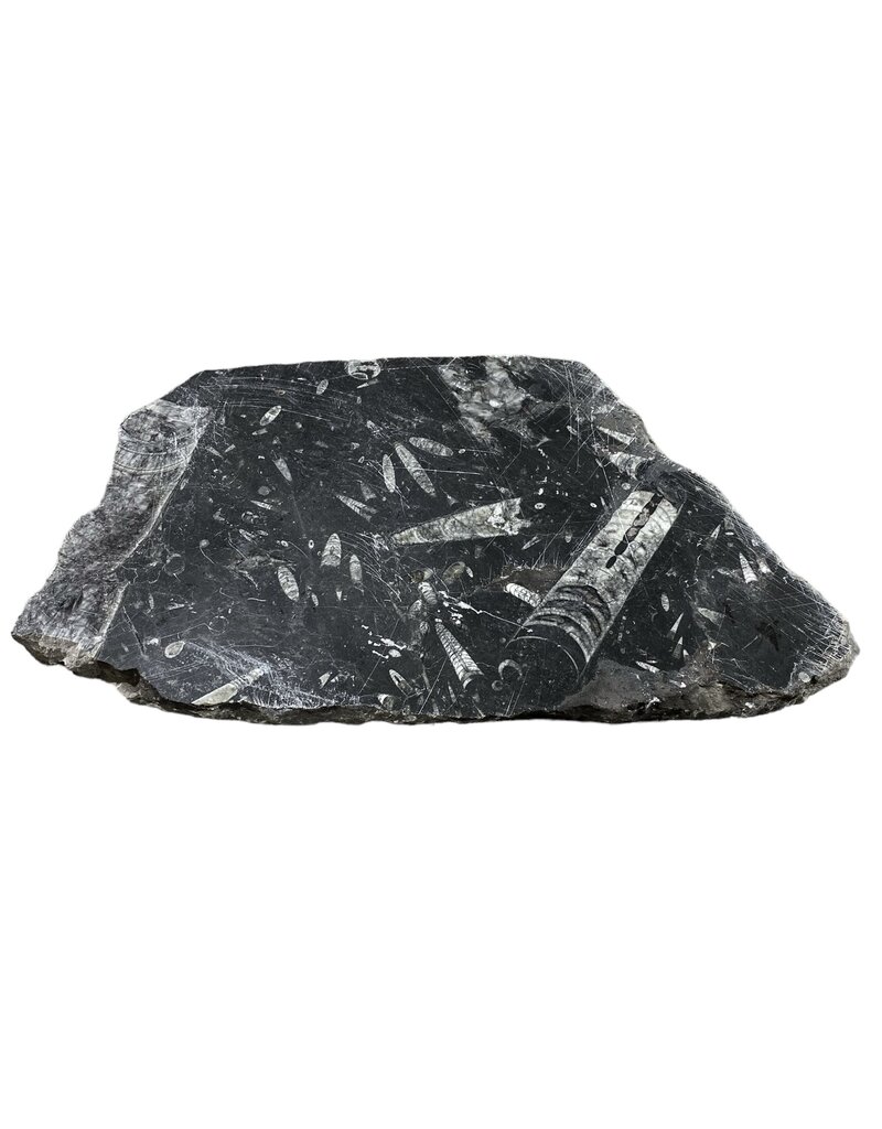 Stone 11lb Fossil Stone 11x17 #381034