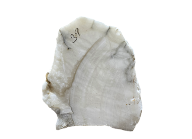 Oyster Shell - US