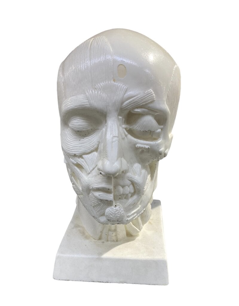 JS Molds Goldfinger Anatomical Head White