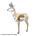 RINEHART Signature Antelope Insert