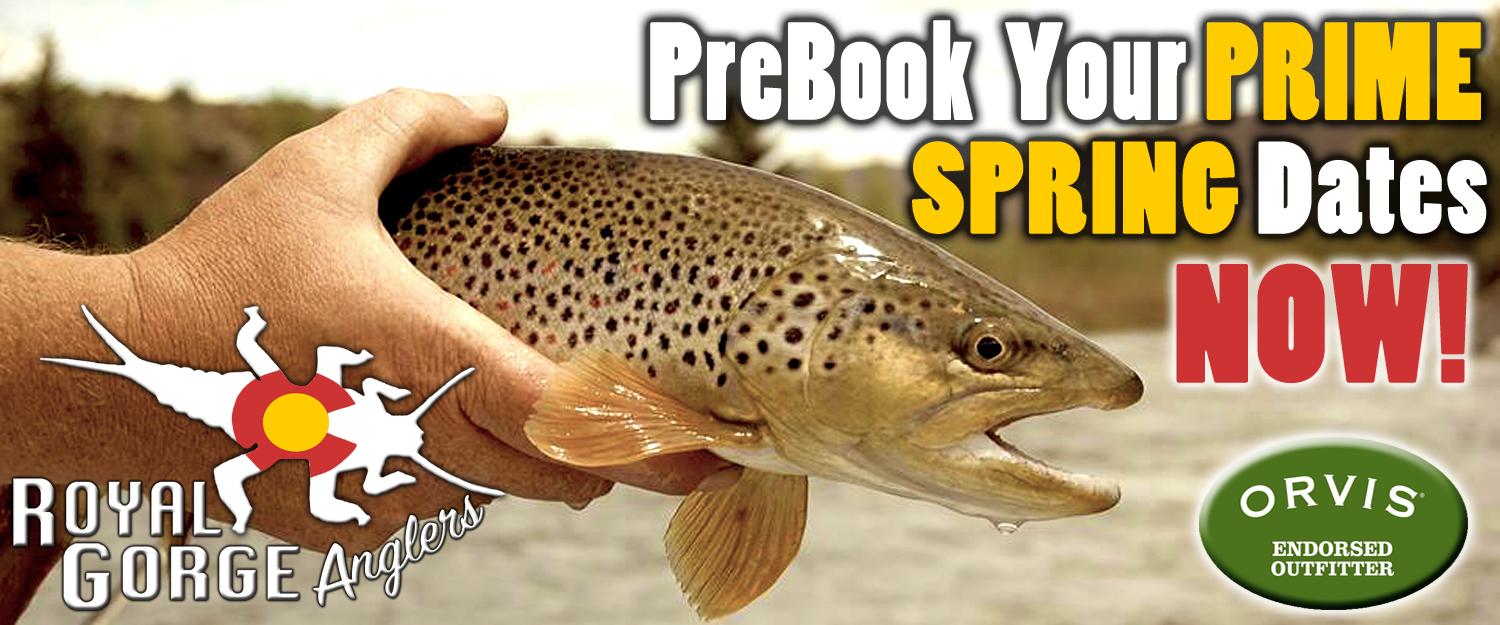 South Platte River Fly Fishing Report Royal Anglers