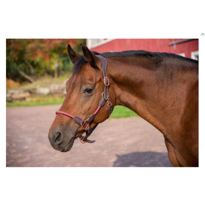 JPC Leather/Rope Halter
