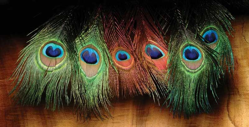 NATURES SPIRIT Peacock Eyed Sticks