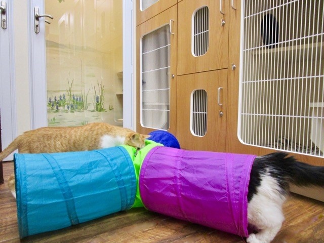Drop Off vs. Diva: The Difference Between Luxury Cat Boarding and Standard Kennels