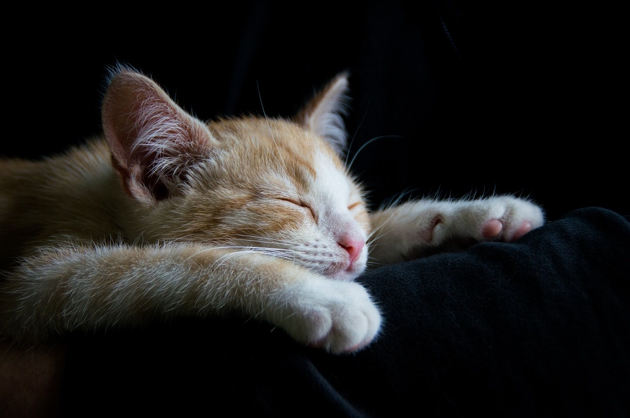 Why Short Term Boarding is the Cat's Meow