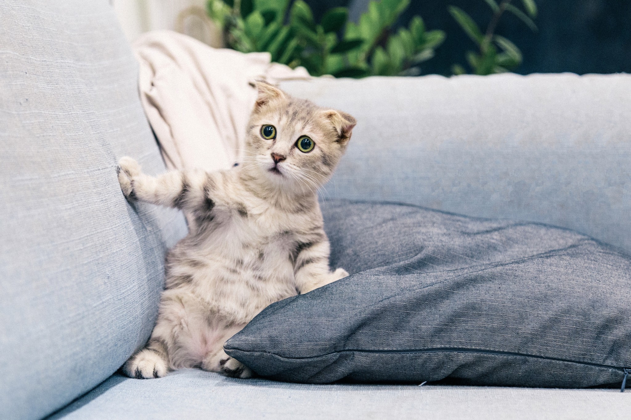 Is Cat Boarding Stressful For Cats? The Ultimate Kitty Vacation Guide!