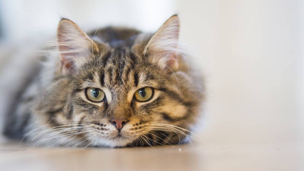 Cat Treats - Good Or Bad?