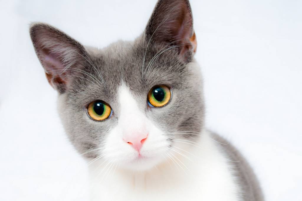 Transitioning Your Cat's Food with Cat Treats