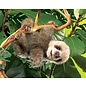Folkmanis Puppets Baby Sloth Hand Puppet
