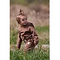 Kid Orca Kids Hoodies-  Brushed Organic Terry Cotton