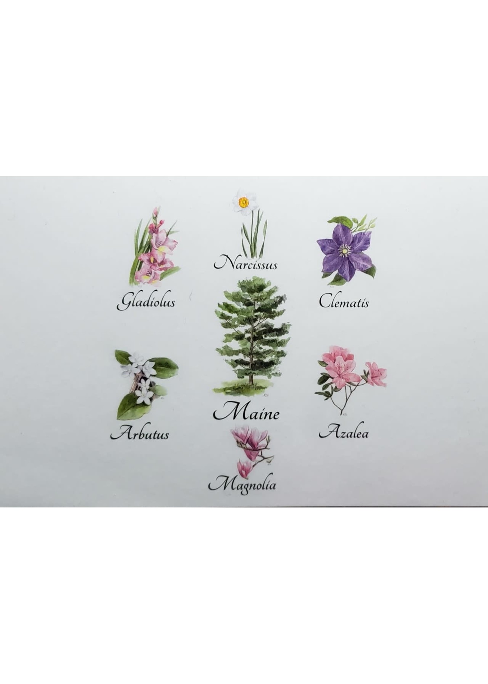 The Bouquet Box of Post Cards (Fundraiser for  Narcissus Car #14)