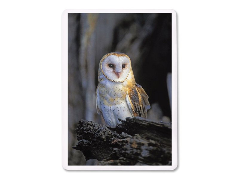 Barn Owl Cards Endeavours And Thinkplay