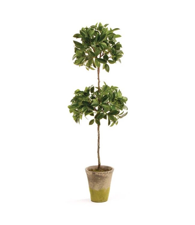 31" Ficus Topiary in Pot
