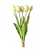 15.25” PL Soft Touch Tulip Bundle X5