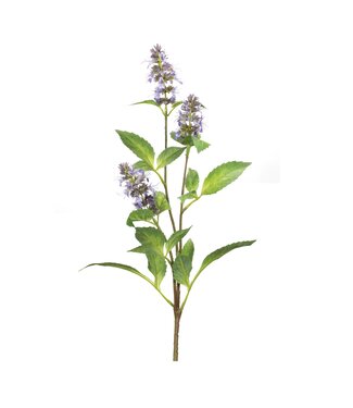 29”H  Buddleia Stem