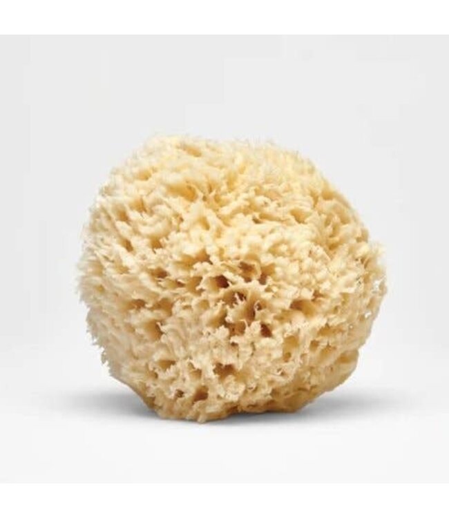 Sea Sponge