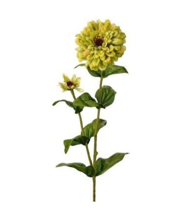 30" Garden Zinnia Bud