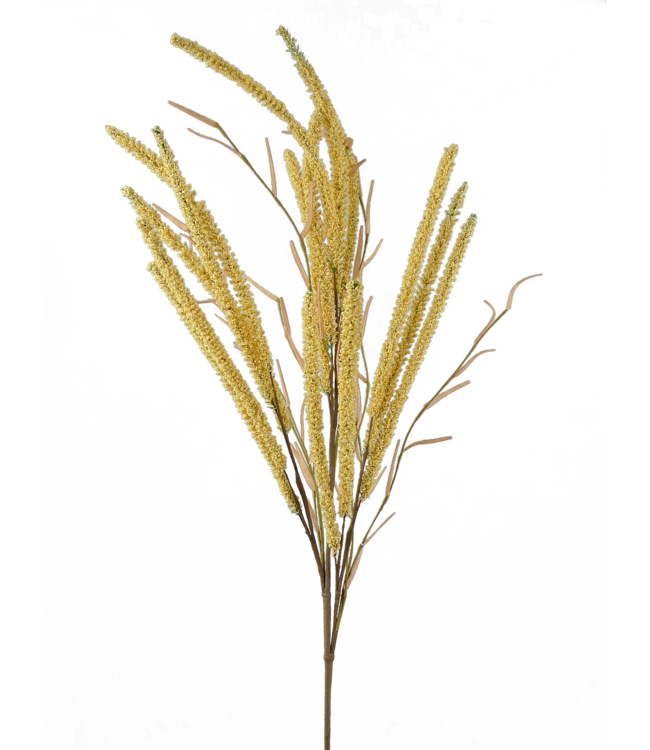 Setaria Spray