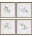 Herbs