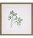 Herbs