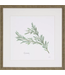 Herbs