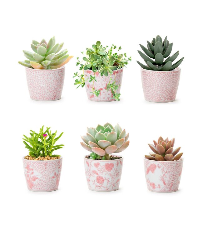 Pink Chinoiserie Cachepot