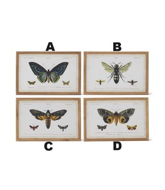 23.625 Inch Insects Prints With Brown Wood Frame