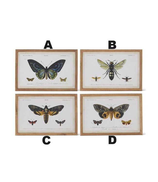 23.625 Inch Insects Prints With Brown Wood Frame