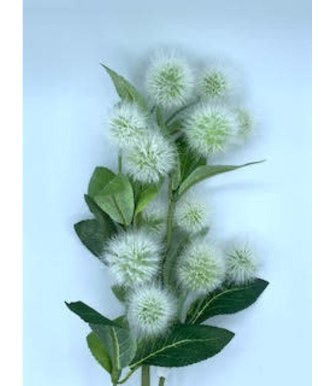 25" Krameria Spray