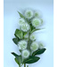 25" Krameria Spray