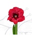 Red Lion Flower with Gold Glitter Wax Amaryllis Bulb