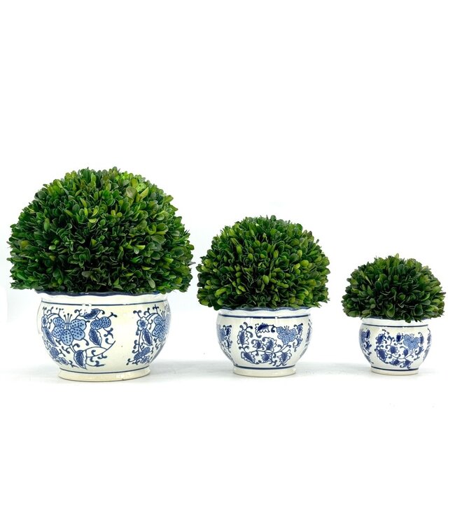 Boxwood Ball Topiary in Round Bulb Blue & White Ceramic Pot