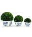 Boxwood Ball Topiary in Round Bulb Blue & White Ceramic Pot