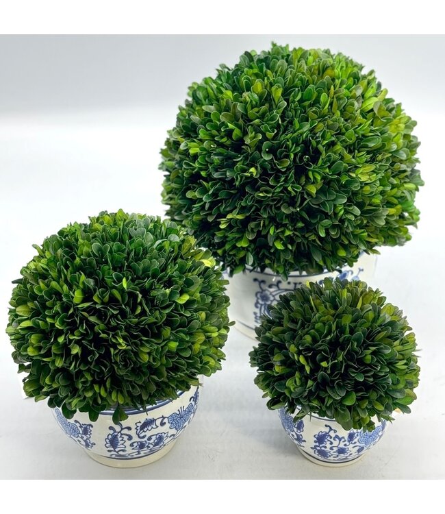 Boxwood Ball Topiary in Round Bulb Blue & White Ceramic Pot