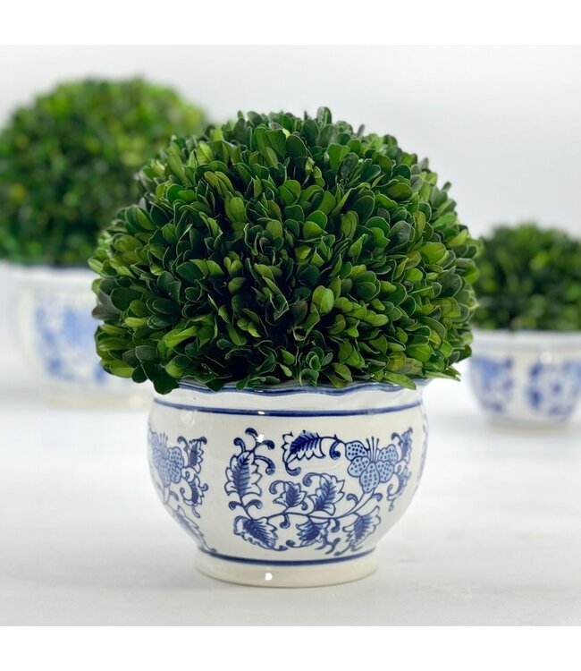 Boxwood Ball Topiary in Round Bulb Blue & White Ceramic Pot