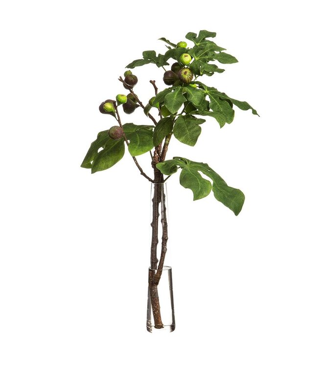 Fig Branches In Glass Vase Green Burgundy