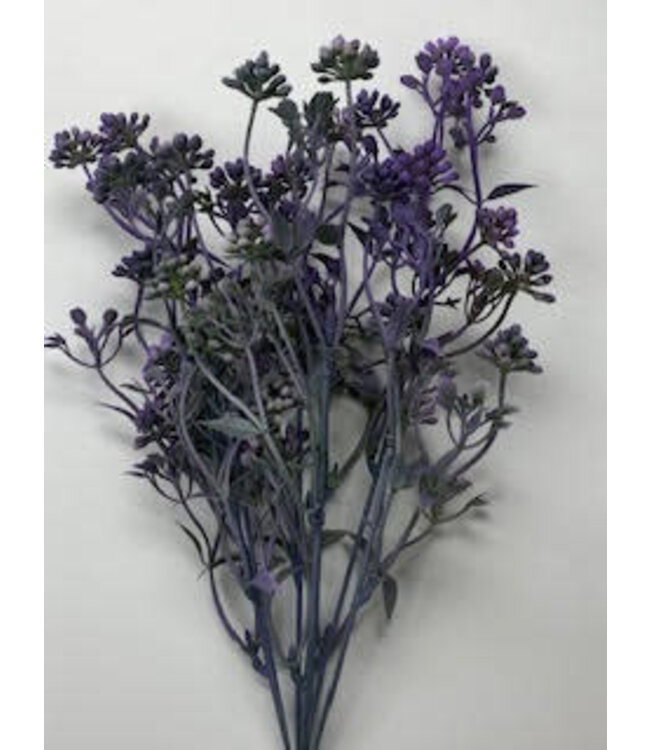 PLS Mini Berry Bush X7 Purple 12DZ