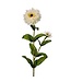 30" Garden Zinnia Bud