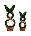 Boxwood Bunny Sitters