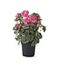 24 Inch Potted Geranium with Faux Dirt