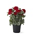 24 Inch Potted Geranium with Faux Dirt