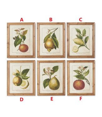 28 Inch Wood Framed Botanical Fruit Prints