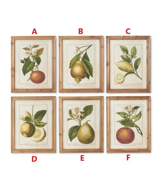 28 Inch Wood Framed Botanical Fruit Prints