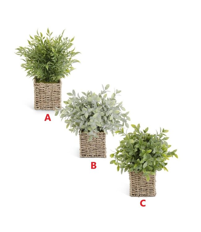13 Inch Herbs in Square Woven Basket