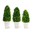 Preserved Boxwood Cone Tree in Whitewashed Pot