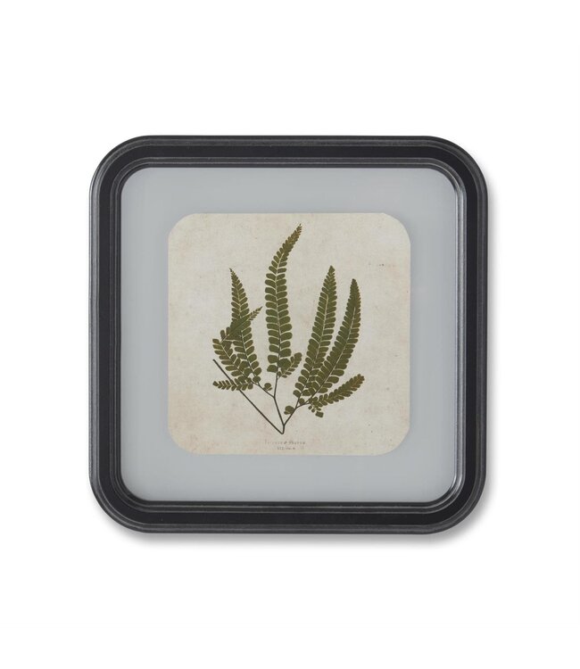 11.75 Inch Square Black Wood Rounded Framed Fern Print