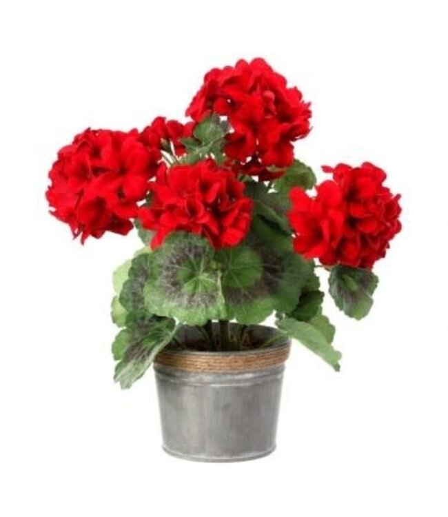 12.5" Potted Geranium in Tin Pot Red