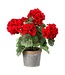 12.5" Potted Geranium in Tin Pot Red